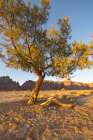 Saudi Arabia, Tabuk, Al-Disah. Desert Prince Mohammed bin Salman Natural Reserve. Art Print